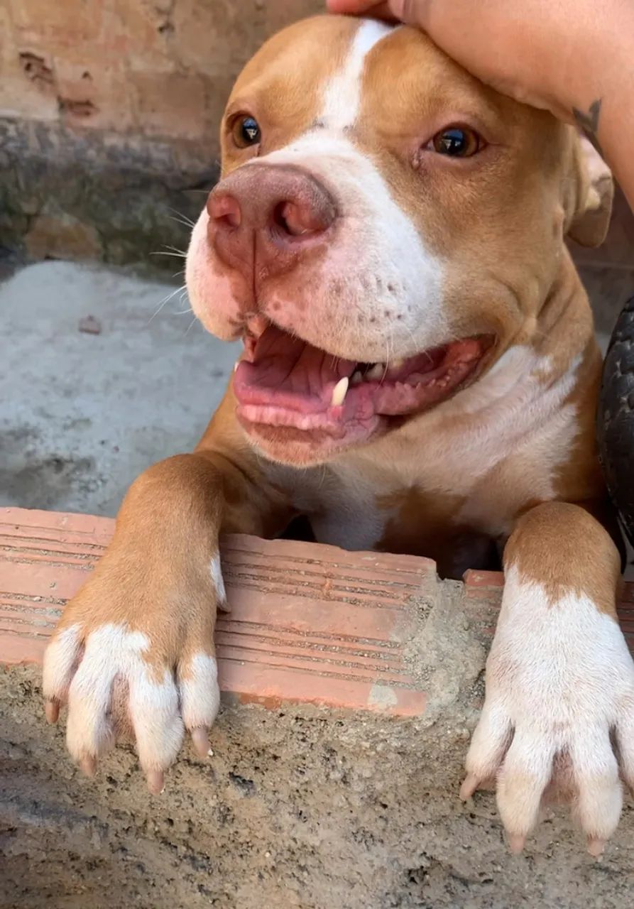Filhote APBT  American Pitbull  Terrier? Pais no Local! Pai Amarelo ? Mãe Marrom ? 