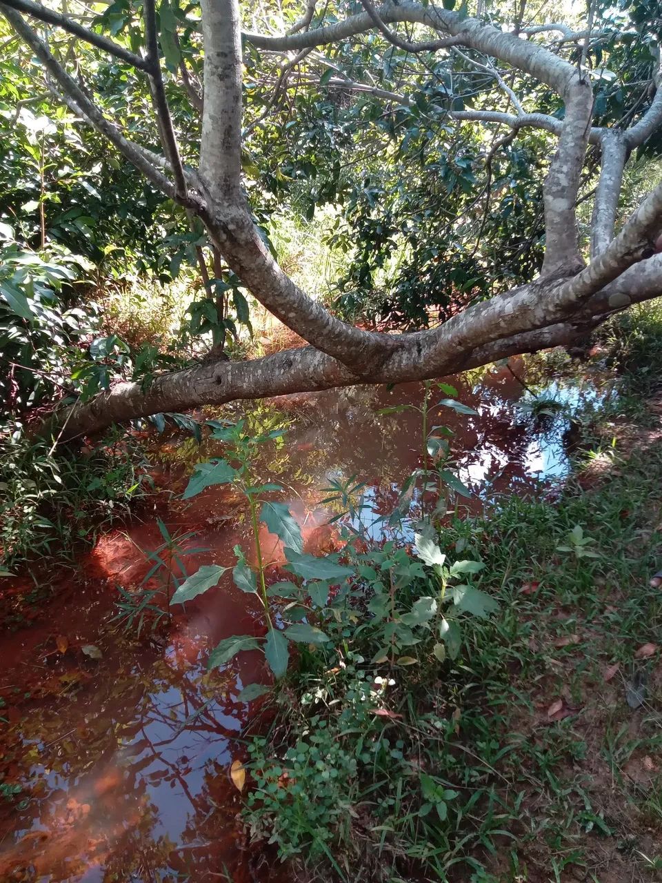 Lote 2000 MTS 5,000 São José de Almeida  - Foto 3