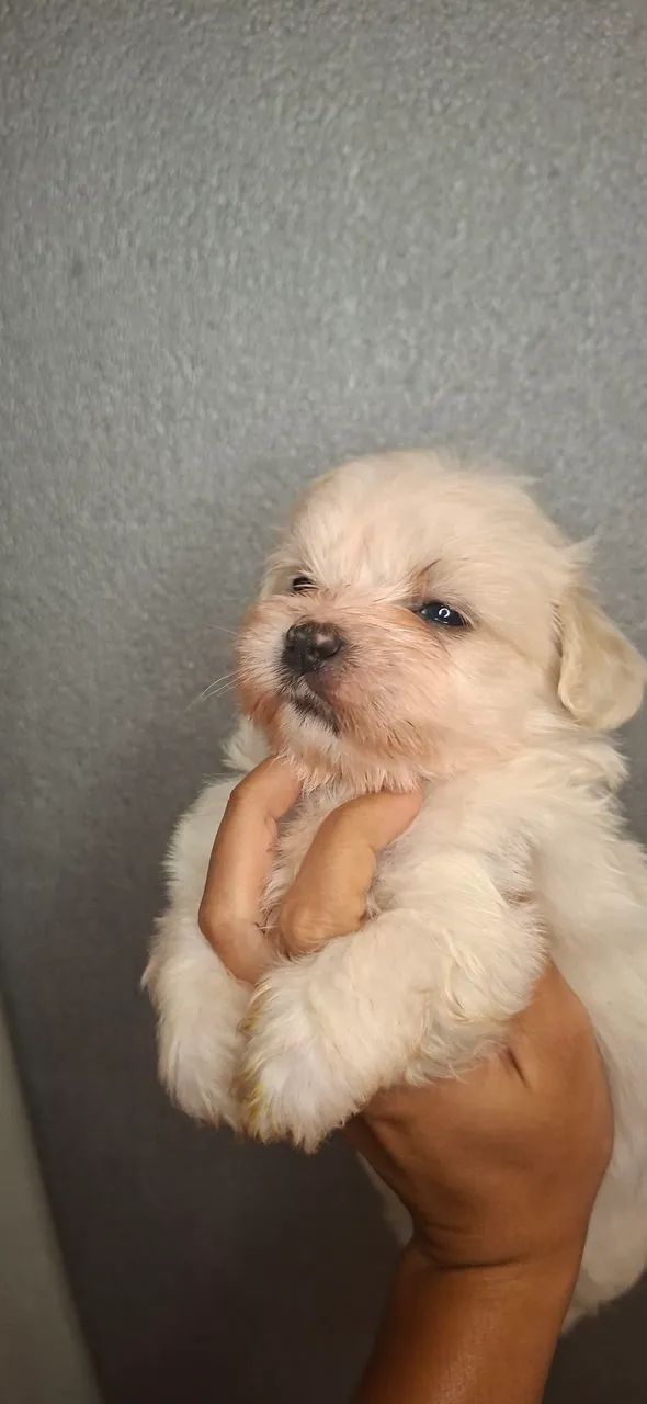 Filhote Macho de Maltês - Foto 5