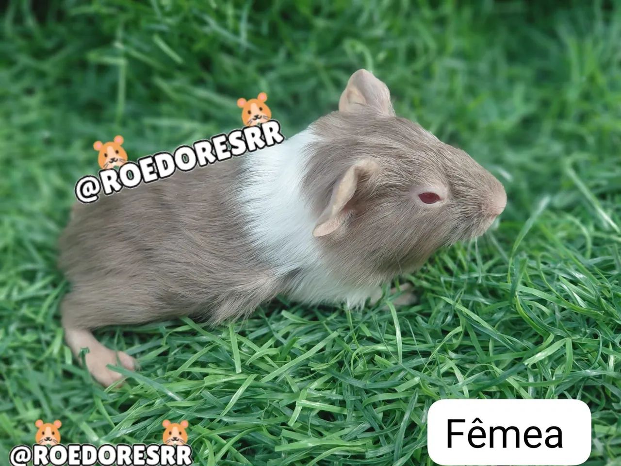 PORQUINHOS DA INDIA 