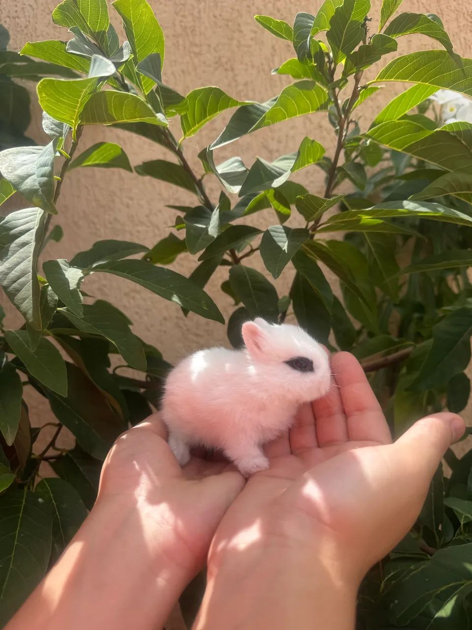 Mini Netherland dwarf
