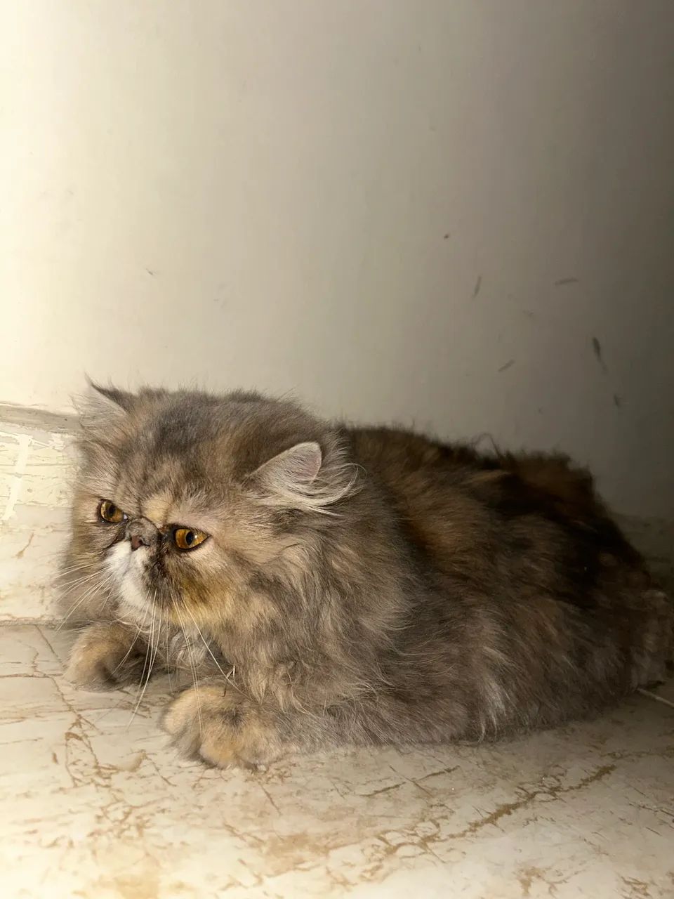 Doa-se gatinha persa 