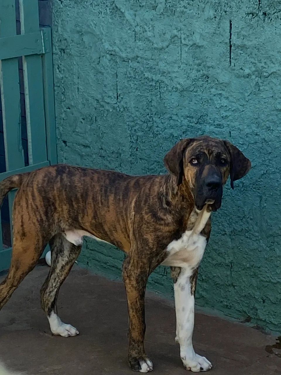 Fila Brasileiro - Foto 5