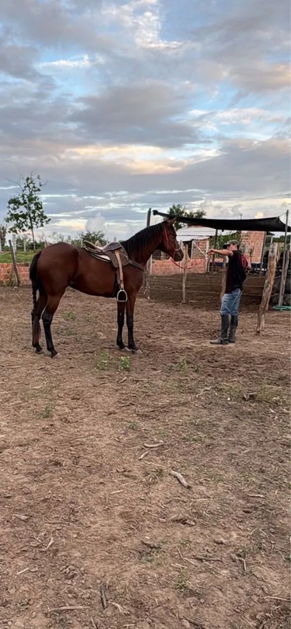 Égua mm - Foto 2