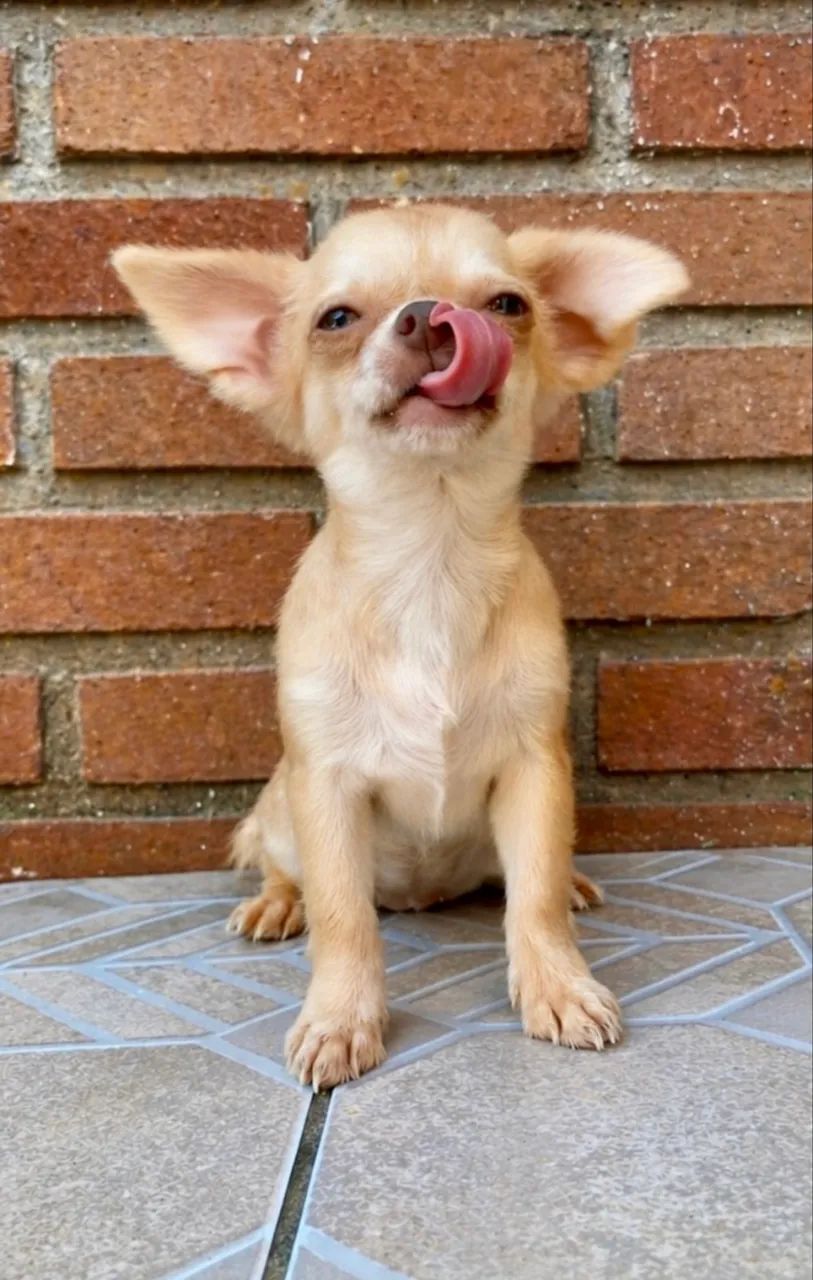 CACHORRO DOAÇÃO 