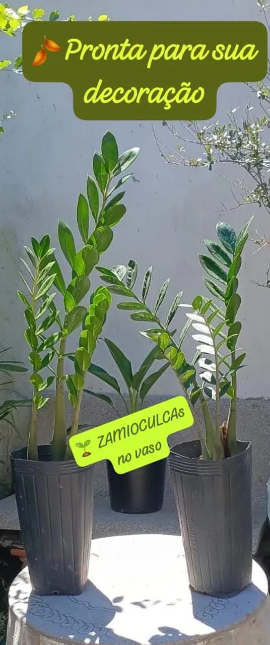 2 lindas Zamioculcas no vaso -entrega a consultar  - Foto 2