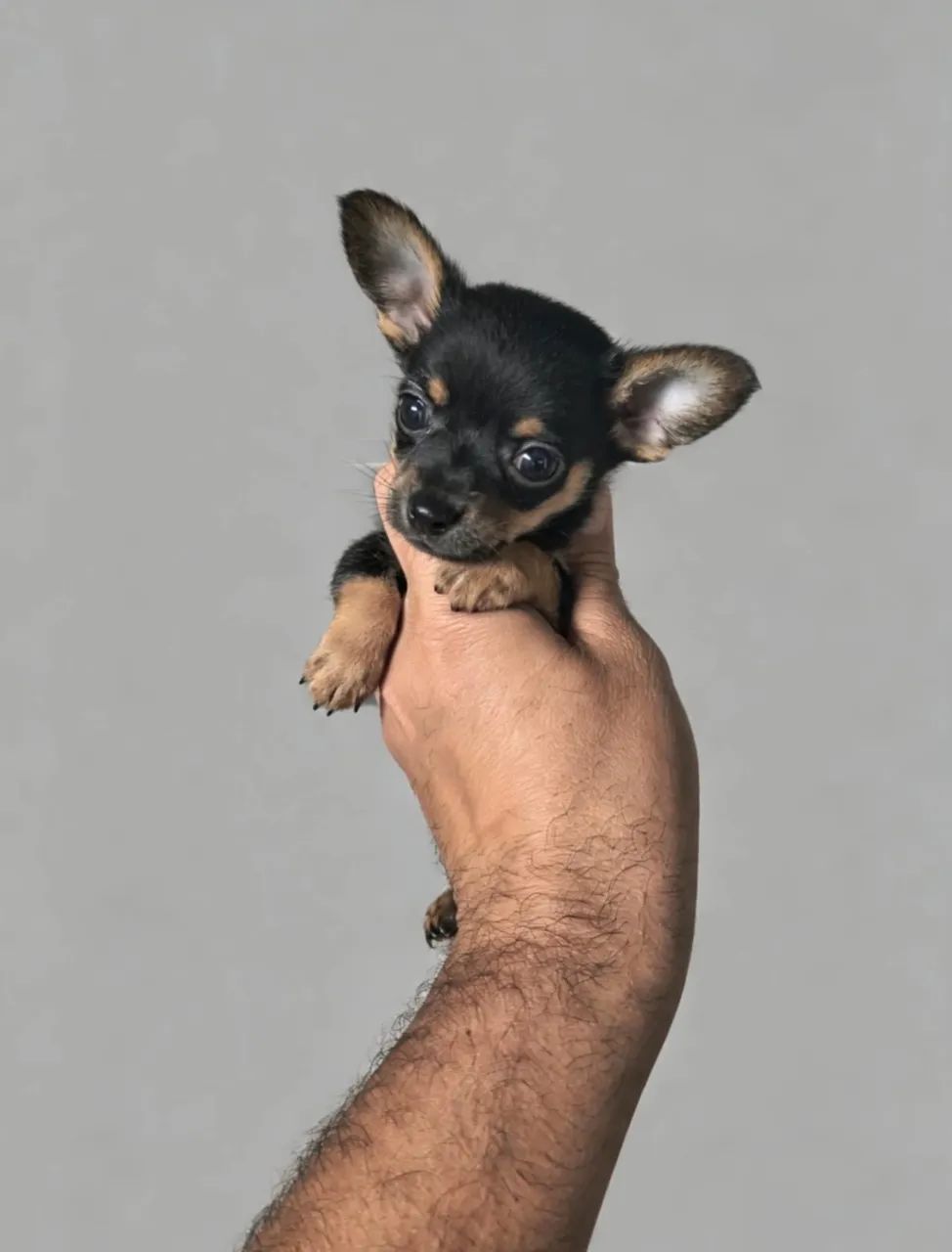 Pinscher mini 