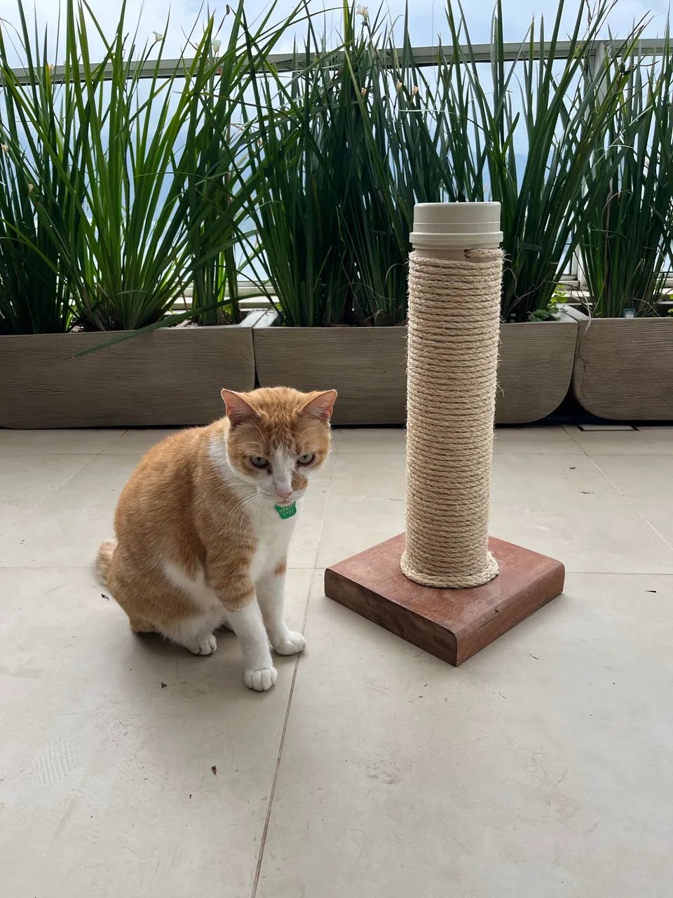 Arranha gato  - Foto 2
