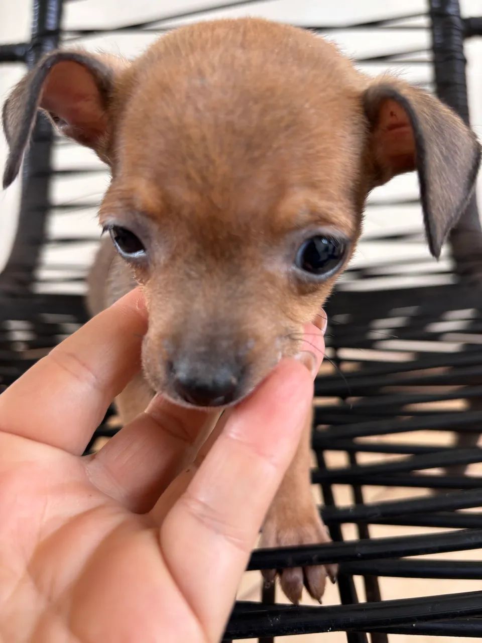 Vendo Pinscher fêmea 
