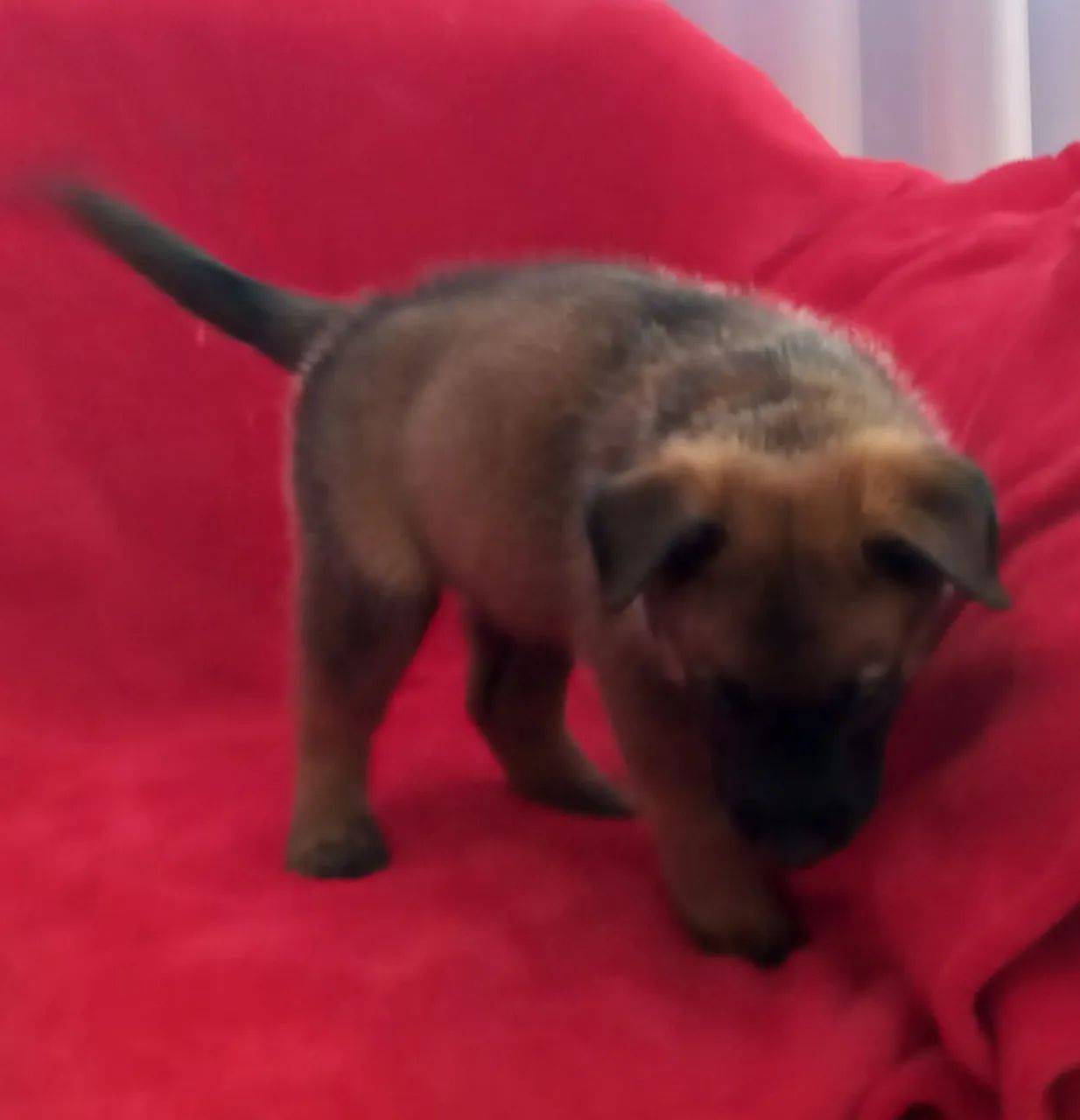 Ninhada de pastor belga malinois  - Foto 5