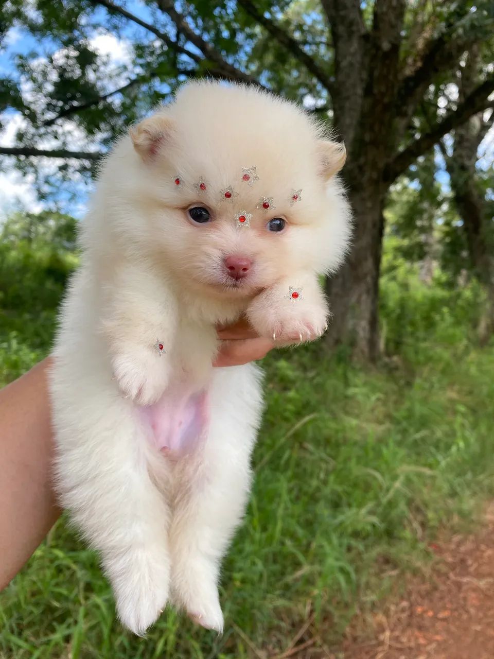 Spitz alemão  - Foto 2