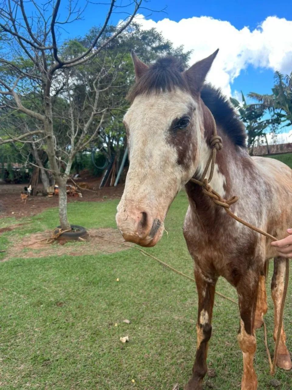 Cavalo  - Foto 3