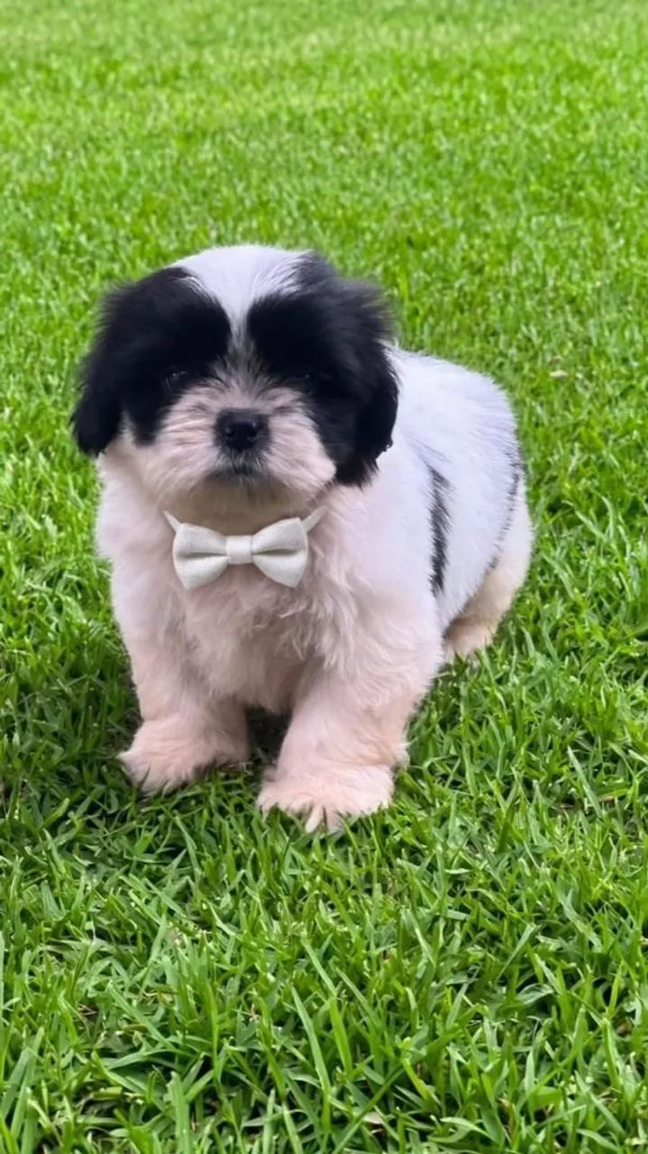 Shitzu macho 