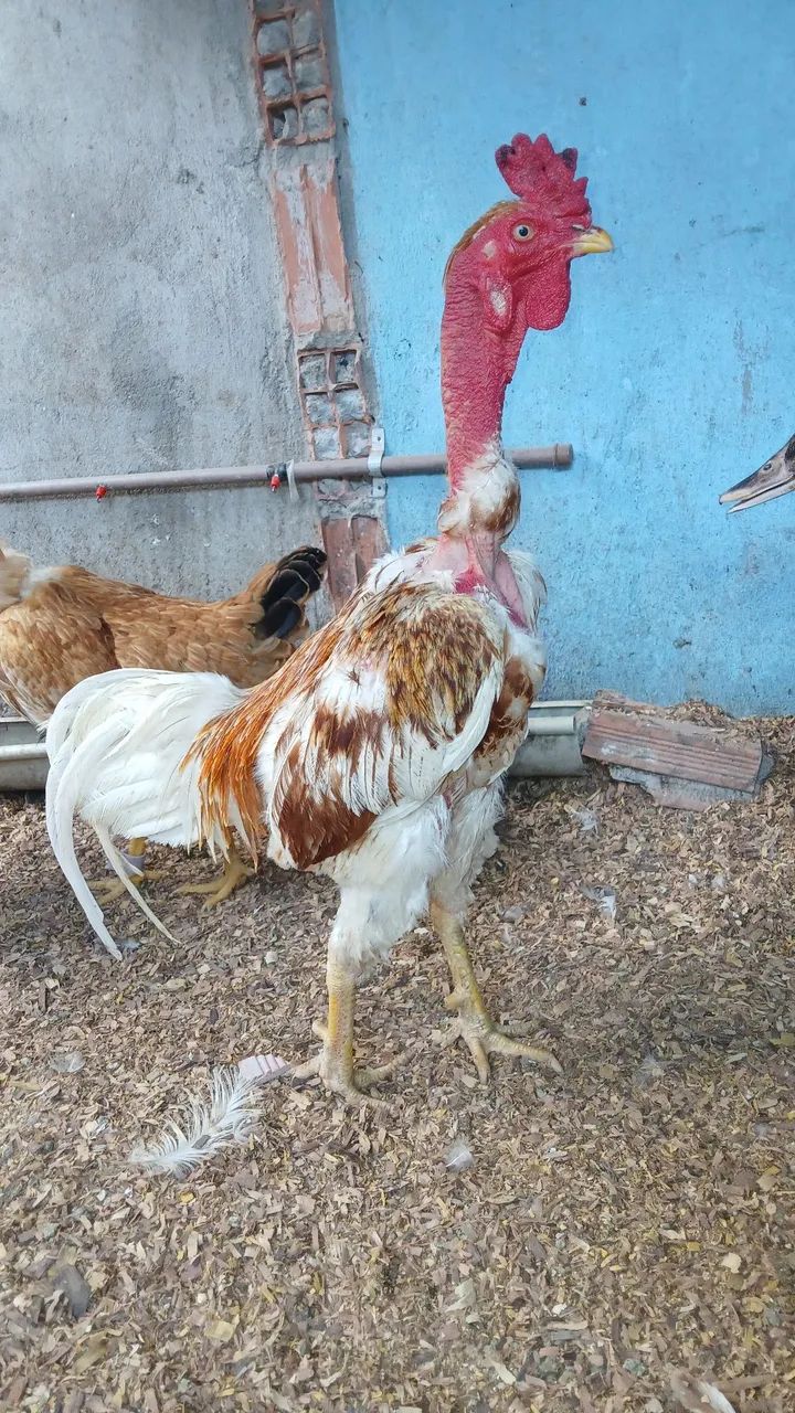 Galo  - Foto 2