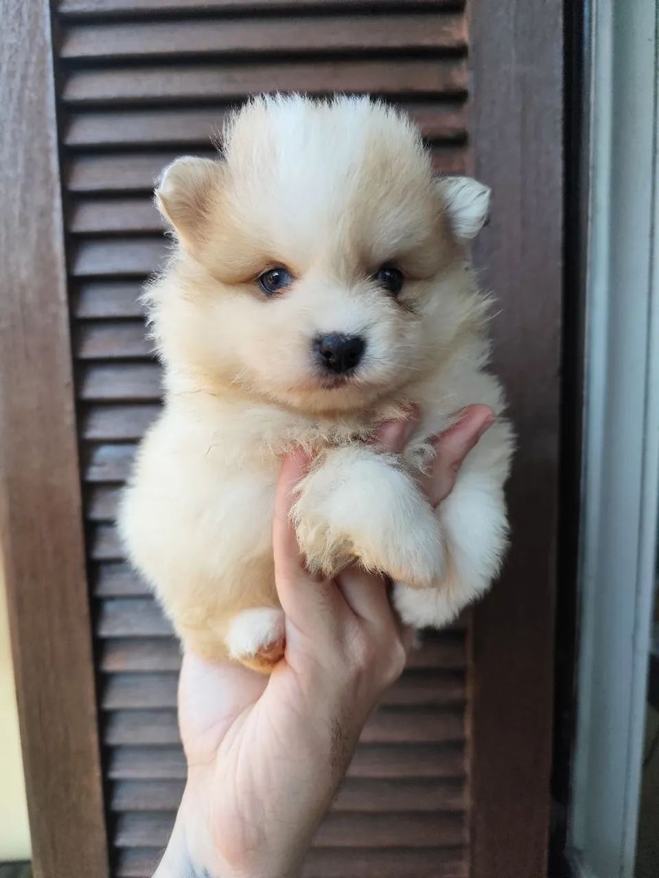 Spitz Alemão Merle de olhos azuis.