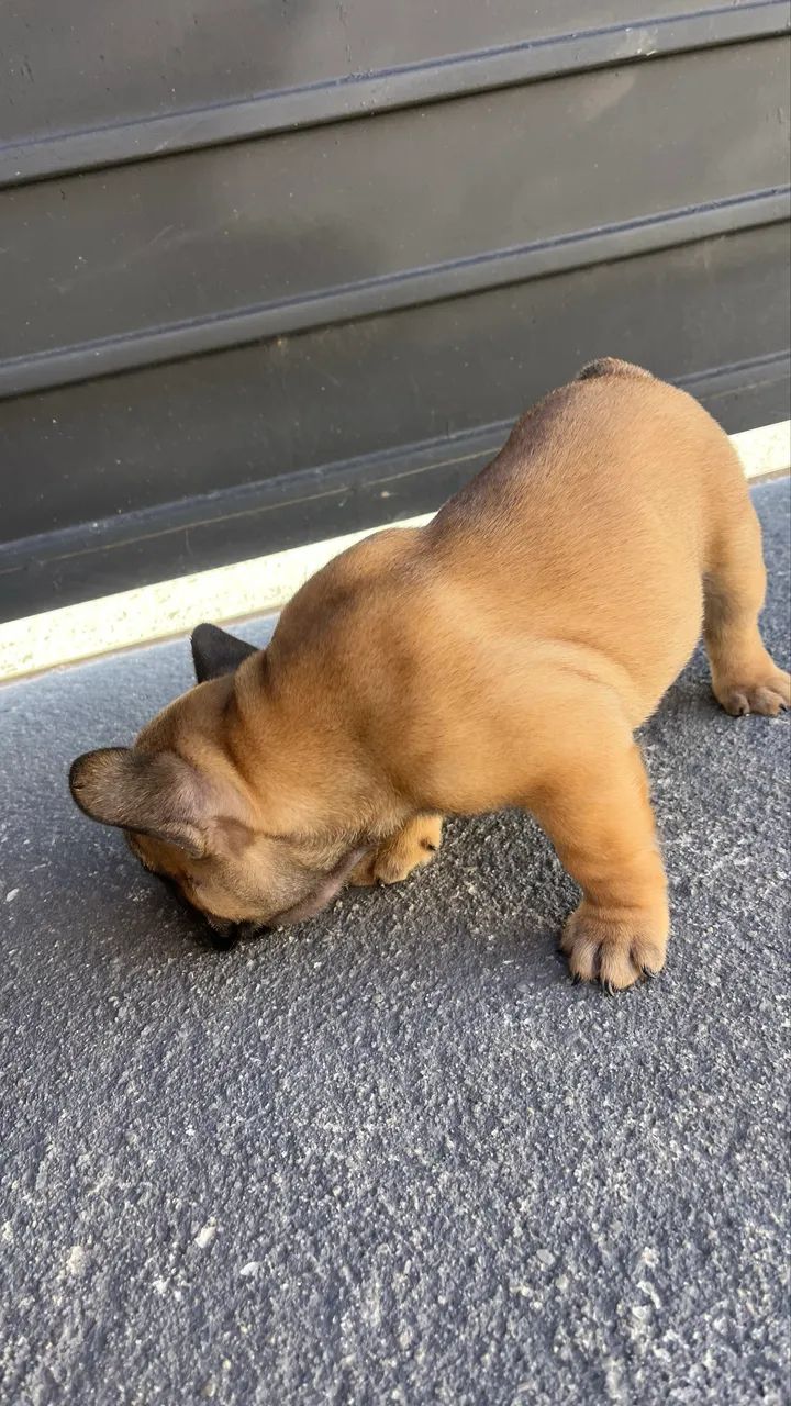 Venda de Buldogue francês  - Foto 3