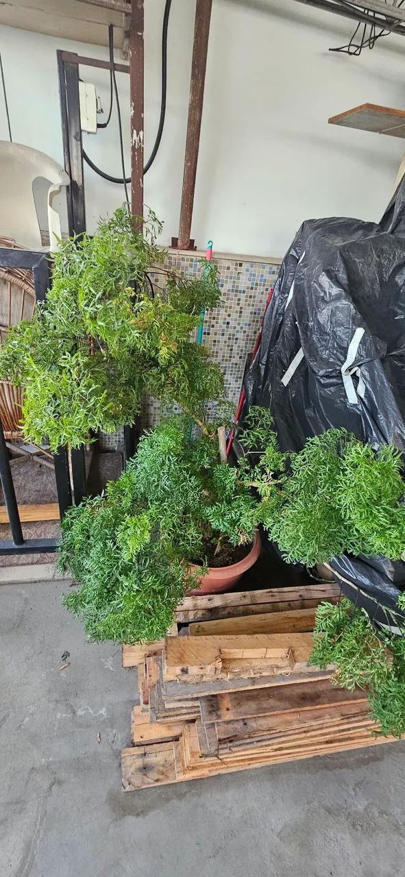 Plantas bem cuidadas