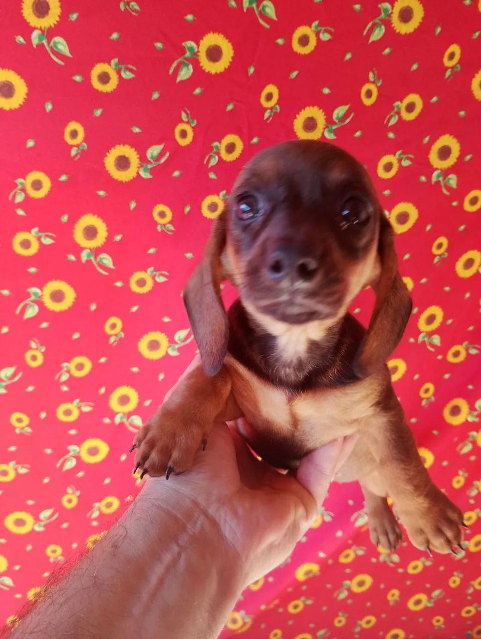 Dachshund femea - Foto 2