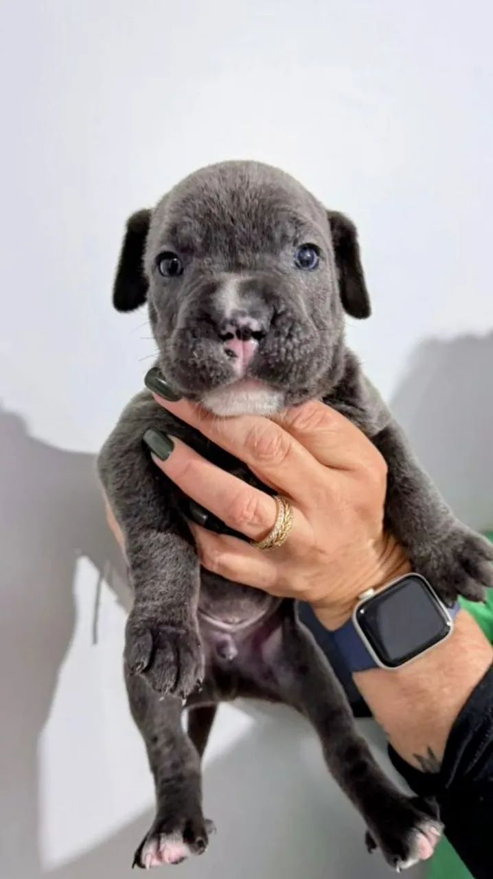 Cane corso Italiano  - Foto 4