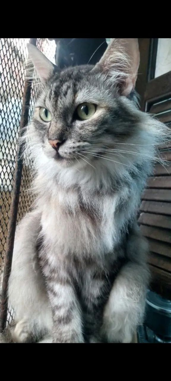 GATA FÊMEA CASTRADA - RACIADA - Foto 6