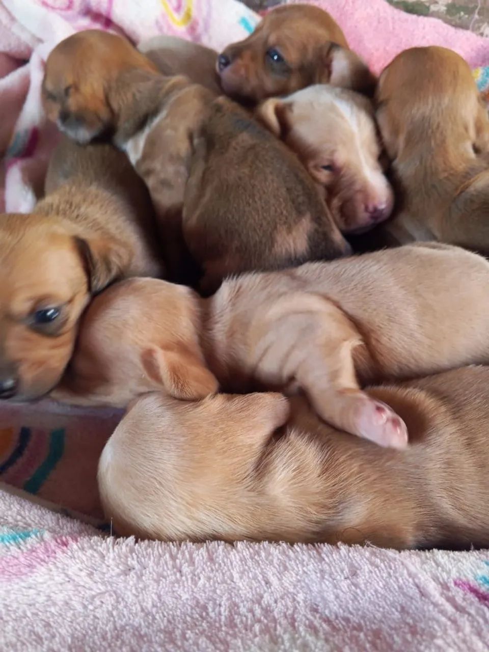 Filhotes de dachshund "salsicha" - Foto 2