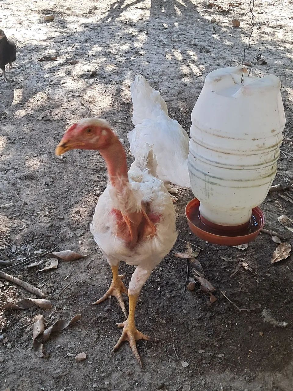 Galinhas e frangos a venda  - Foto 2