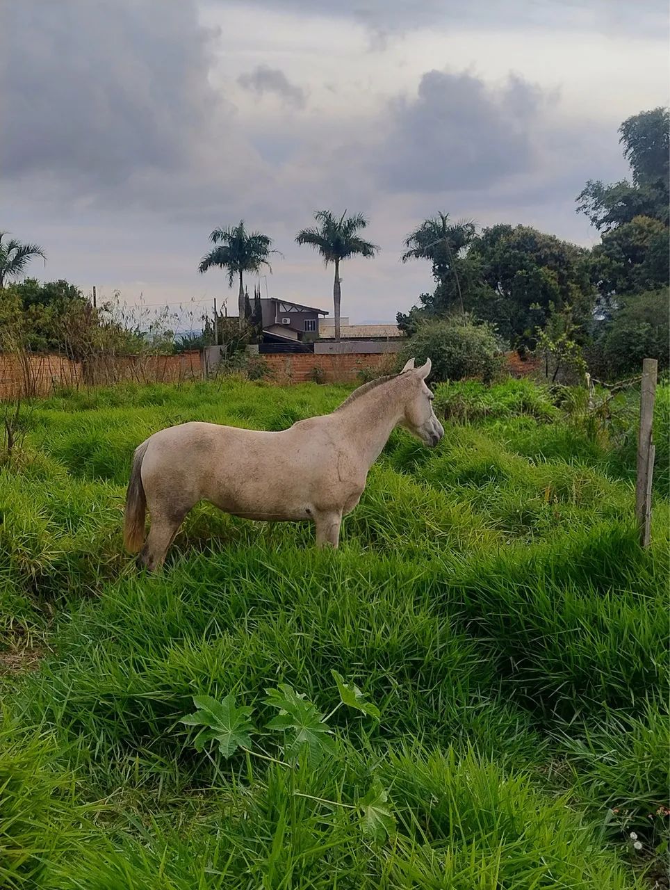 Égua  - Foto 2