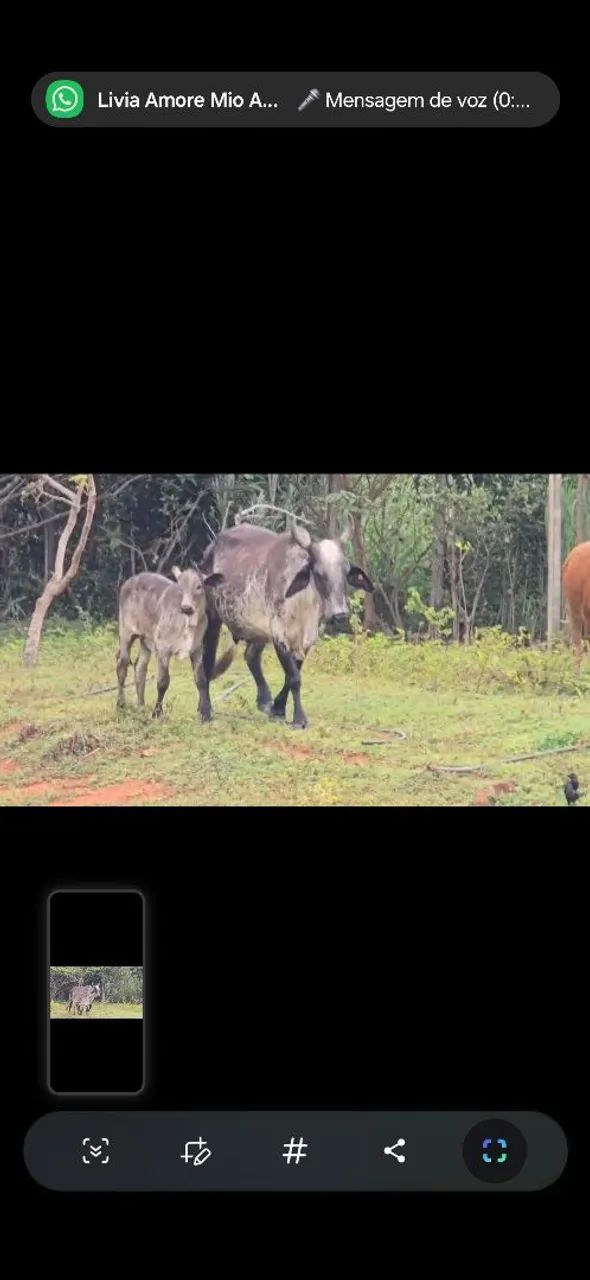Vaca leiteira gir