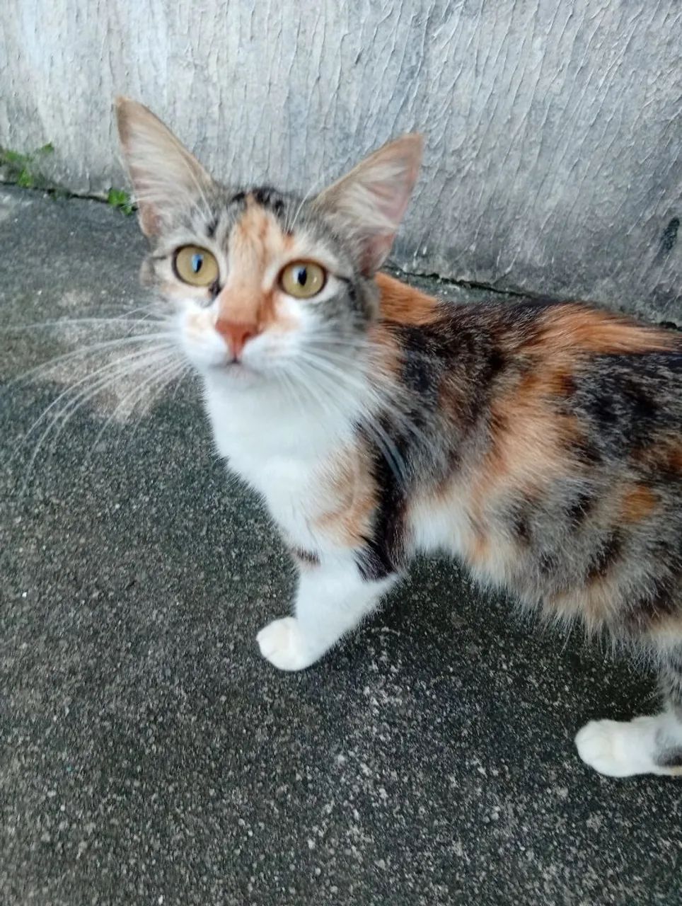 Doação de Gata - Foto 2