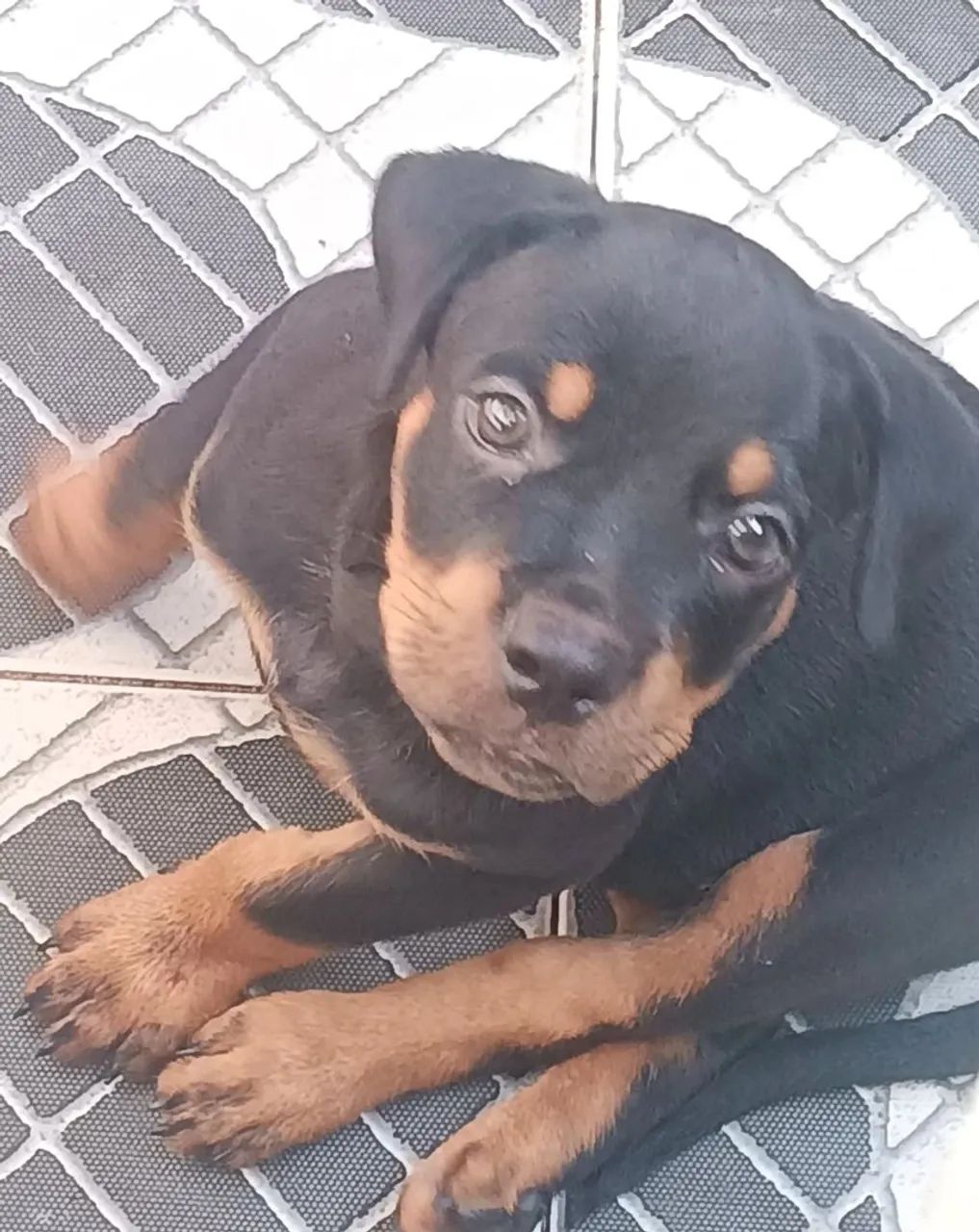 Filhotes de  Rottweiler - Macho - Foto 3