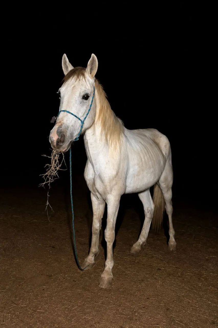 cavalo forte e saudável  - Foto 2