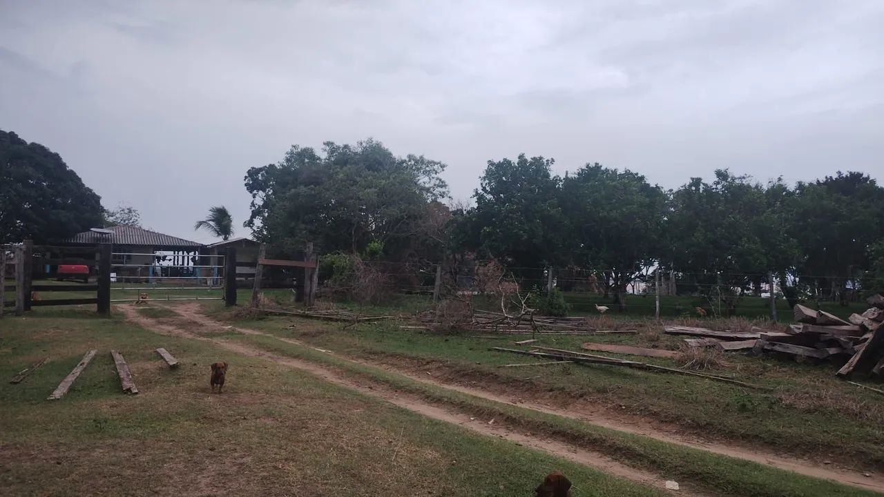FAZENDA À  VENDA / BREU BRANCO  - Foto 4
