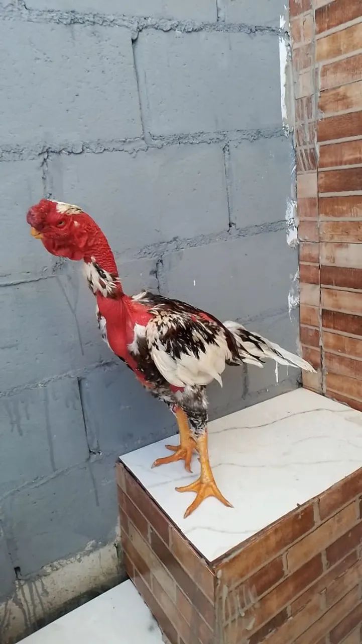Bico curto  - Foto 4