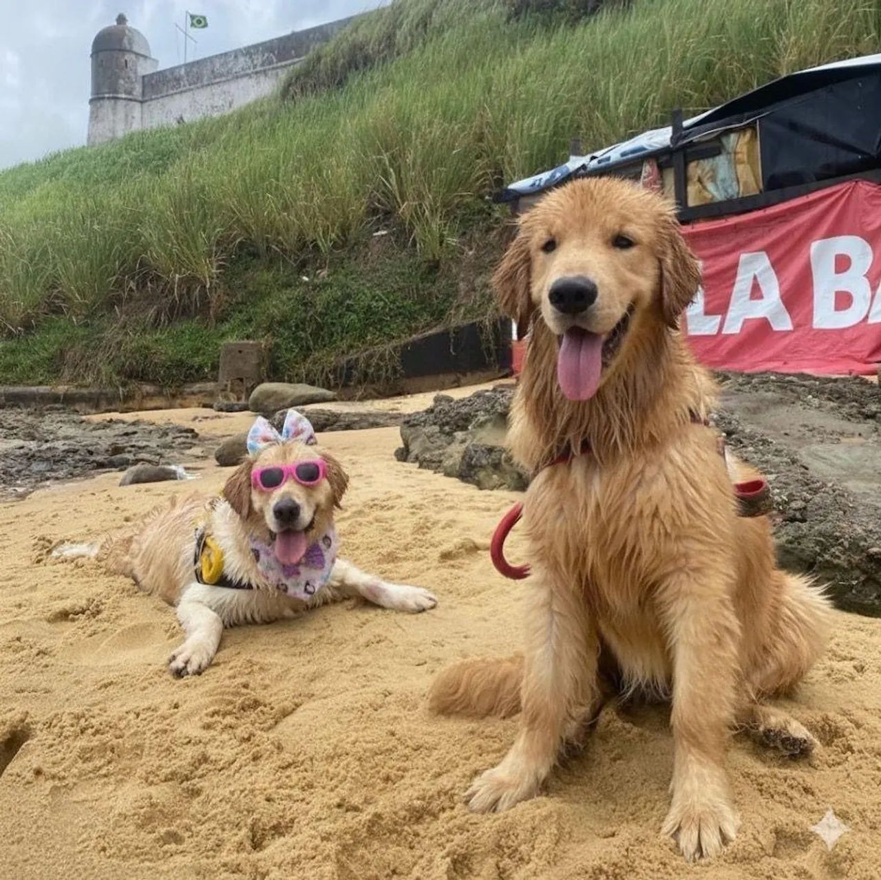 Filhotes de golden retriever  - Foto 4