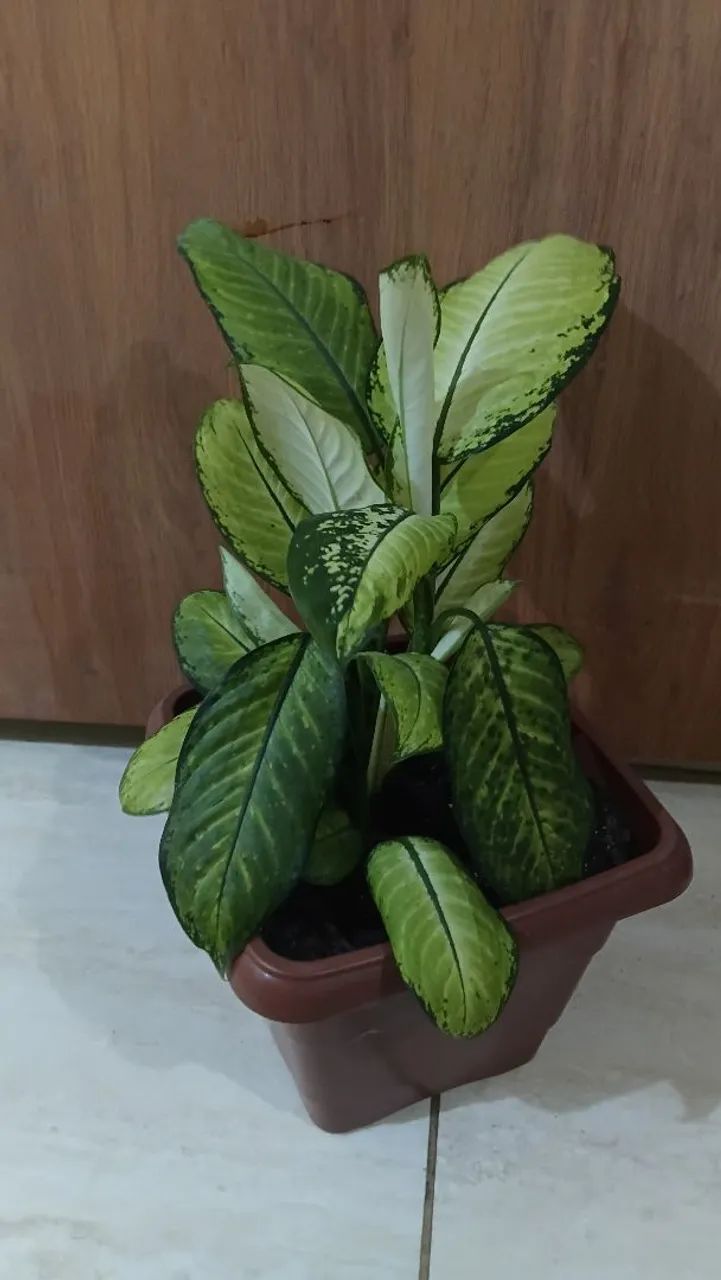 Comigo ninguém pode  - Foto 3