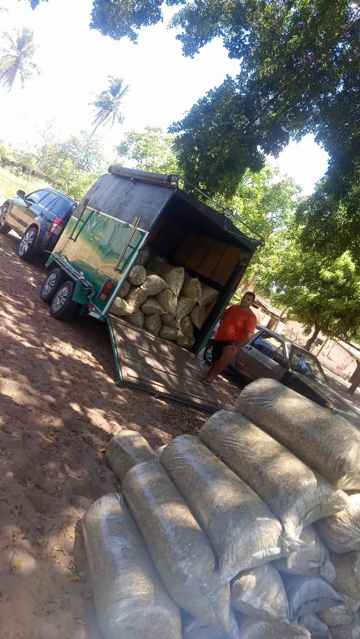 Silagem de BRS CapiaÇu ?