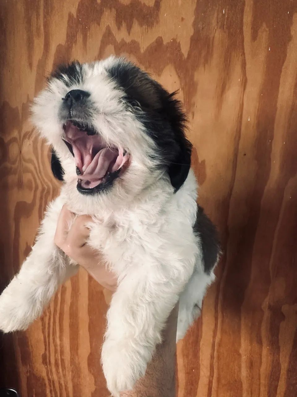 Cachorro  - Foto 5