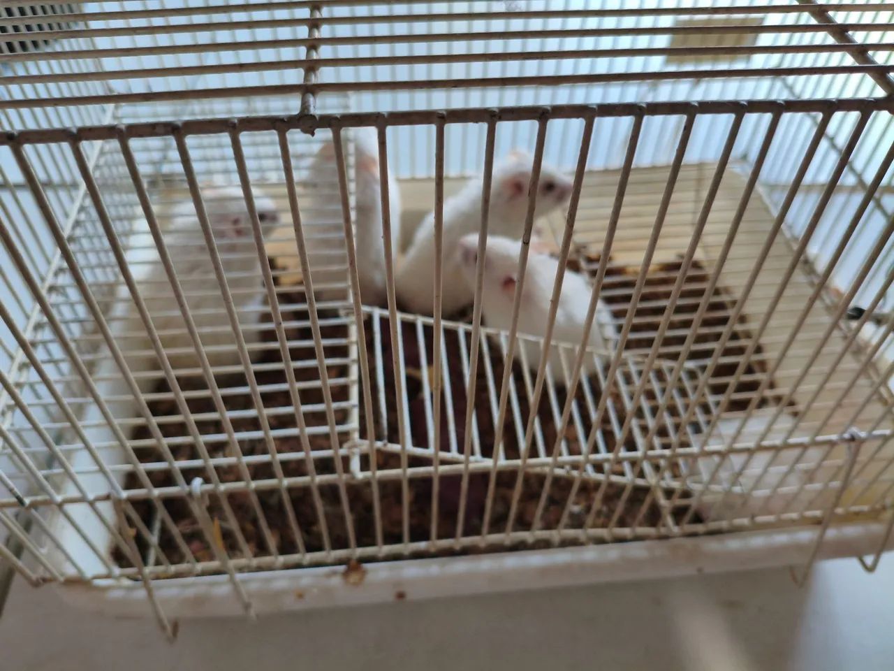 HAMSTER SÍRIO - Foto 2