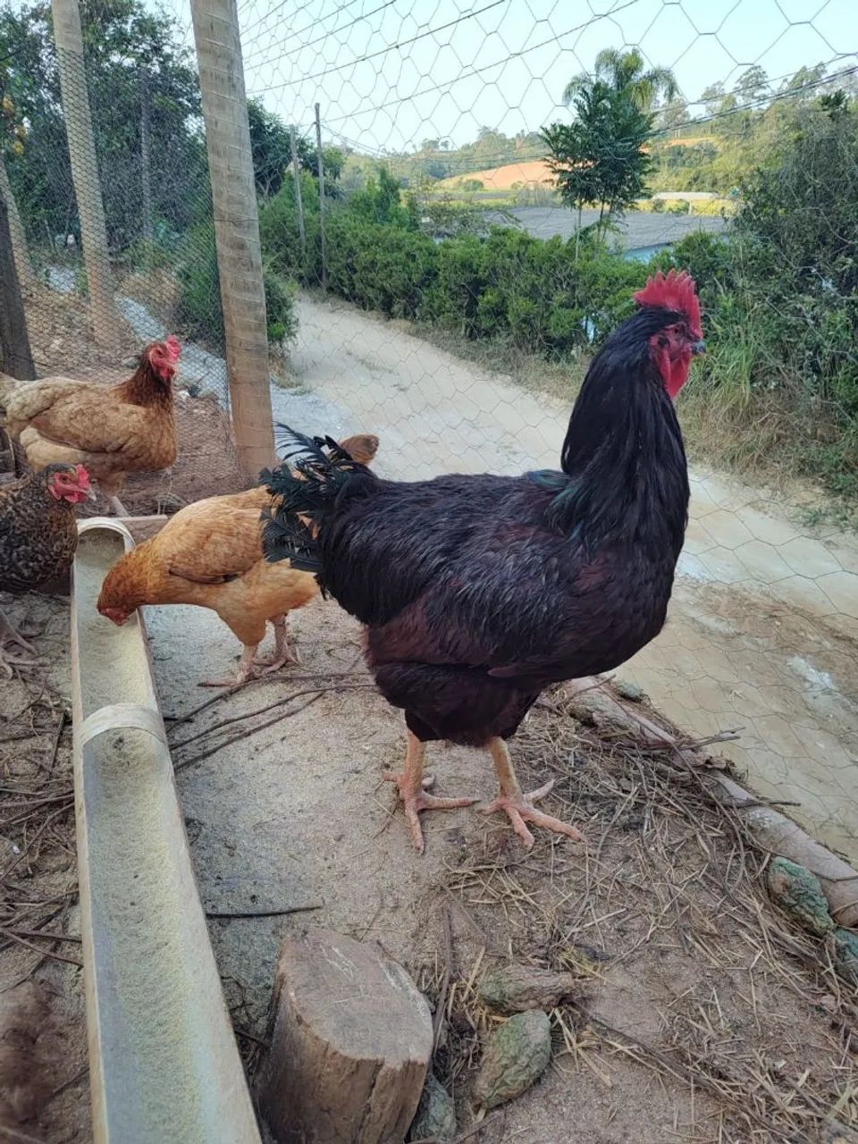 Caipira poedeira - Ovos galados 