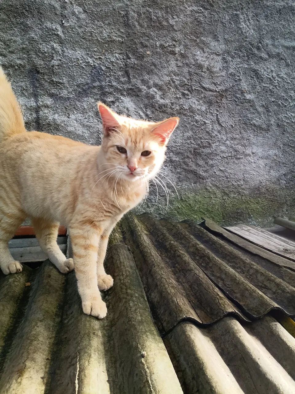 Gatas - Foto 4