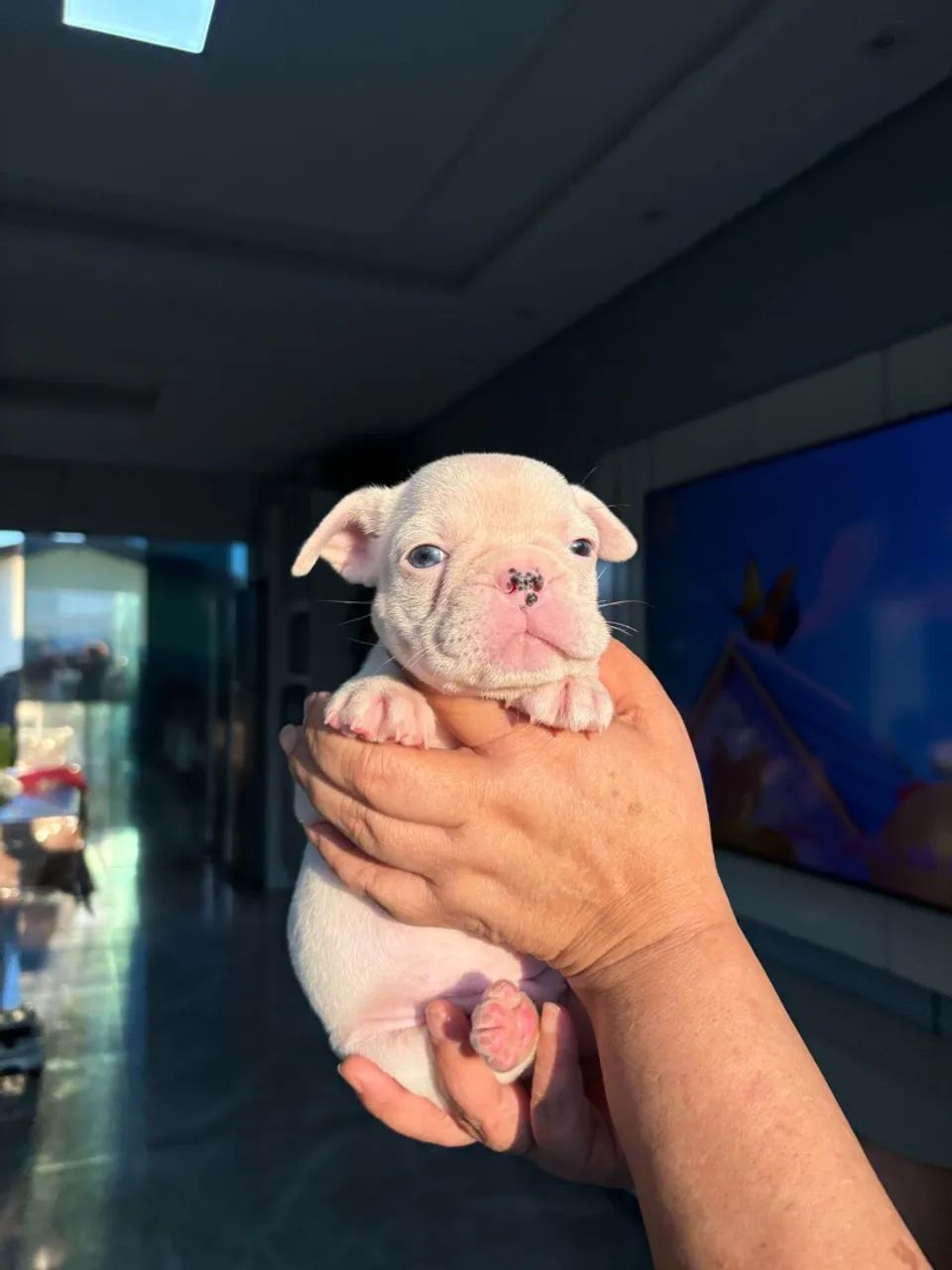 Bulldog francês  - Foto 4
