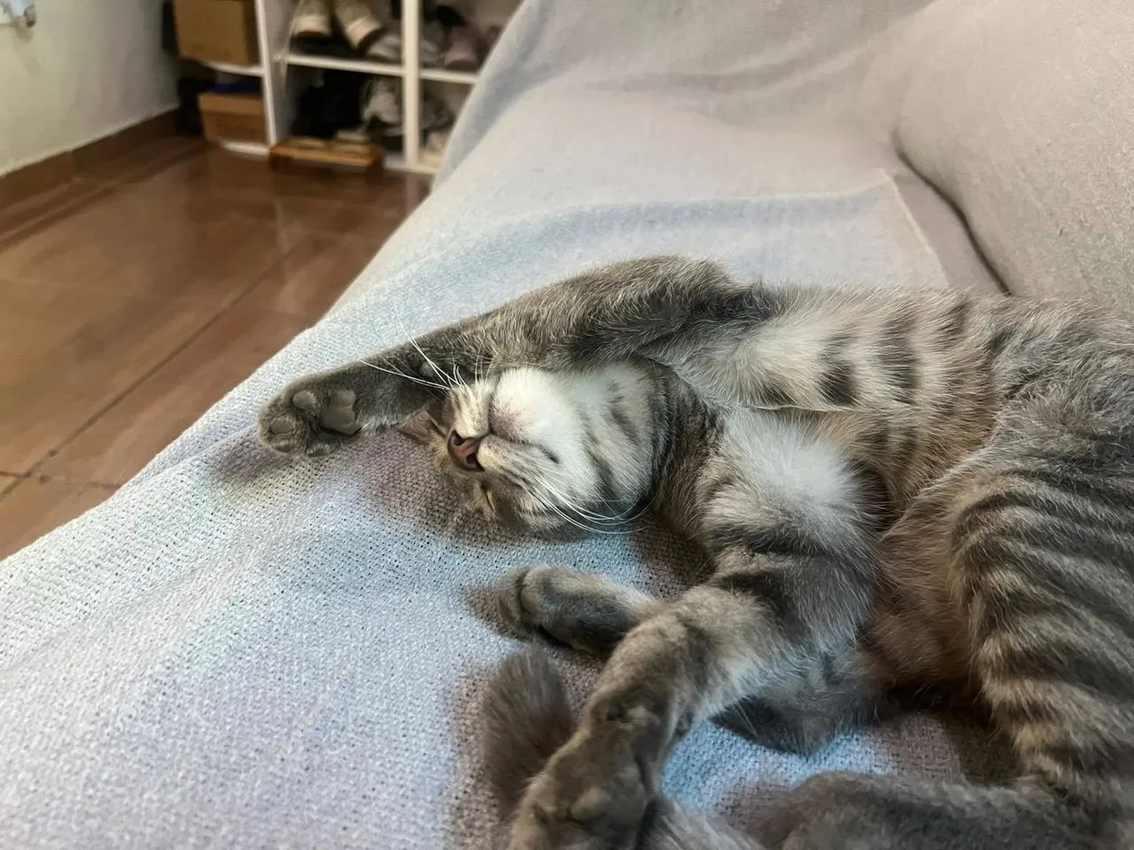 Doaçao de gatinho  - Foto 2