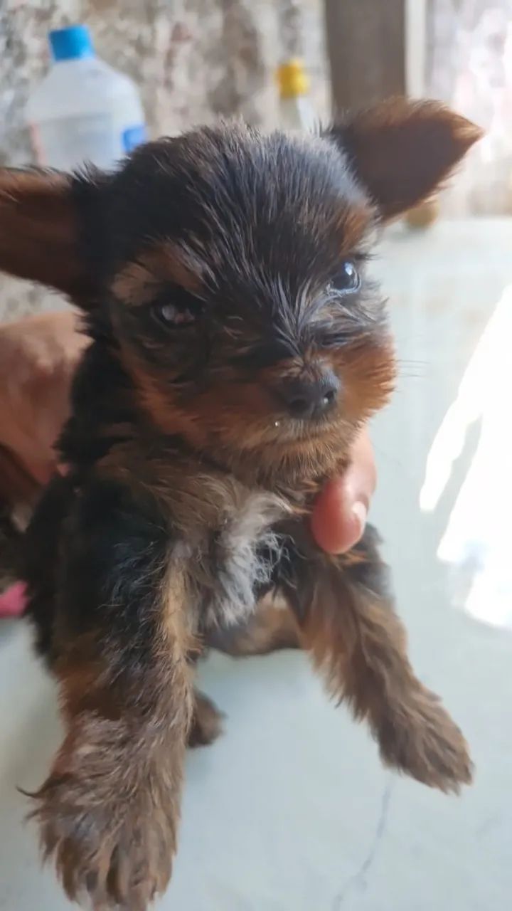 Cachorro