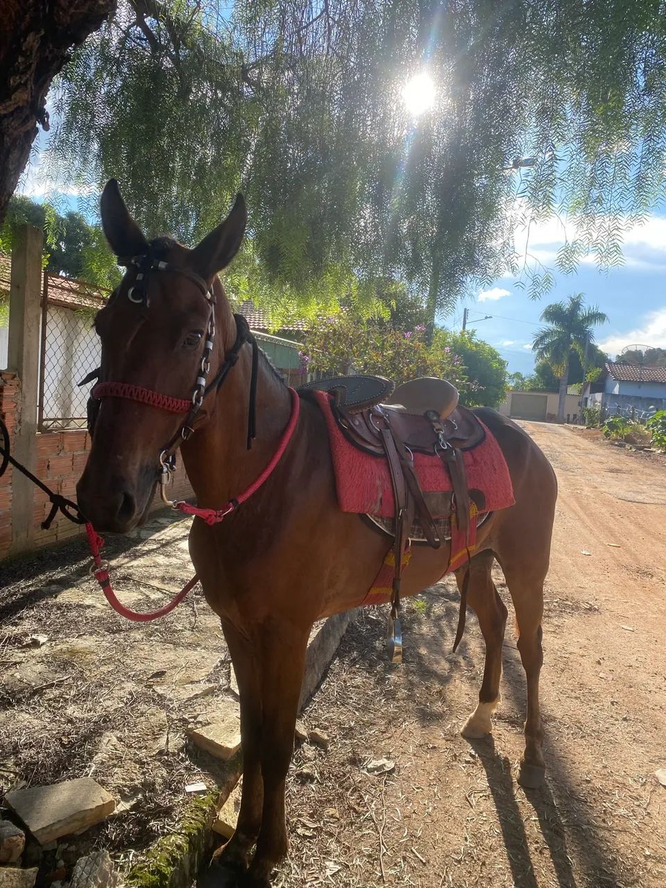 Cavalo para cavalgada é lida - Foto 5