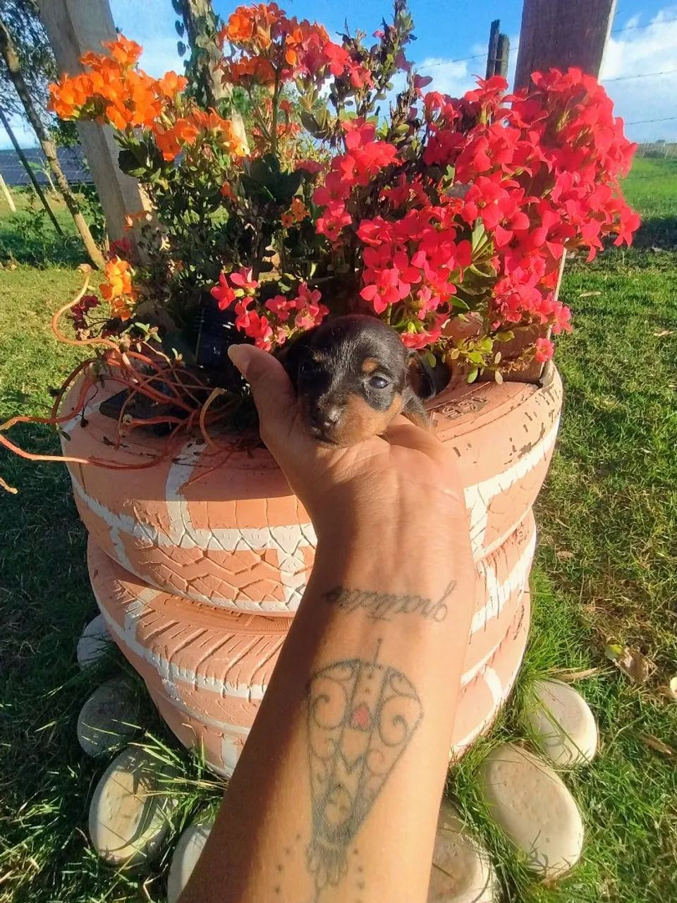 Pinscher  - Foto 2