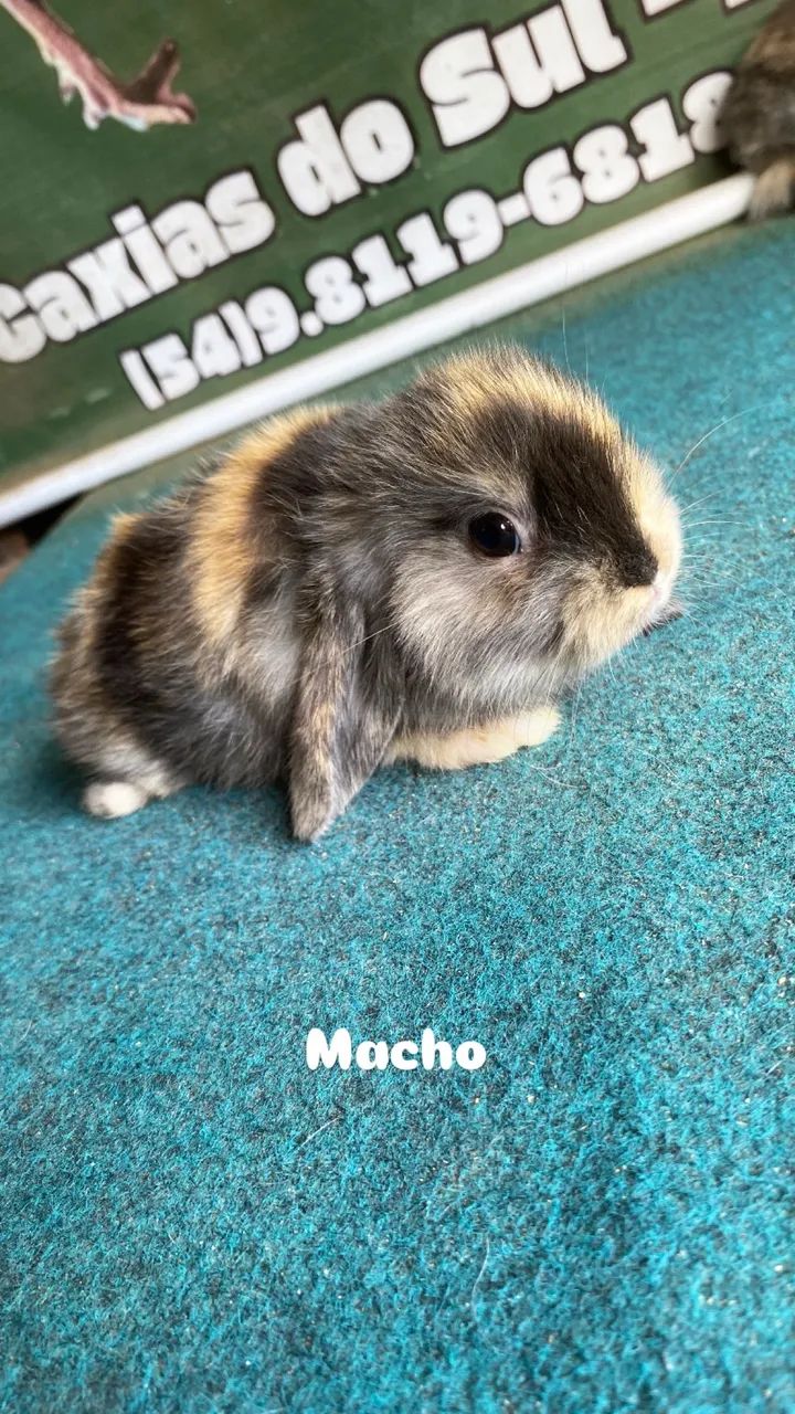 Mini coelhos mini lop  - Foto 6