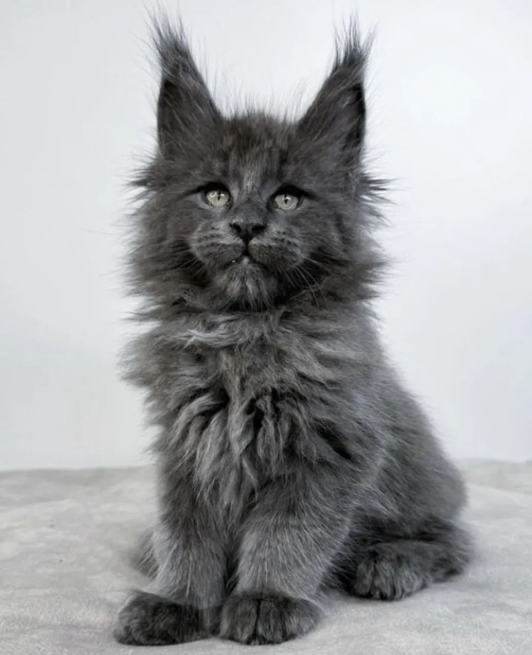 Maine Coon  - Foto 4