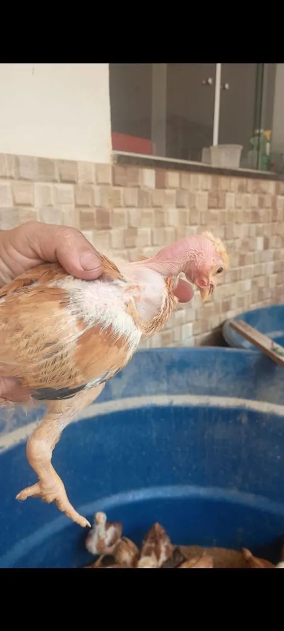 Pintinhos pescoço pelado  - Foto 3