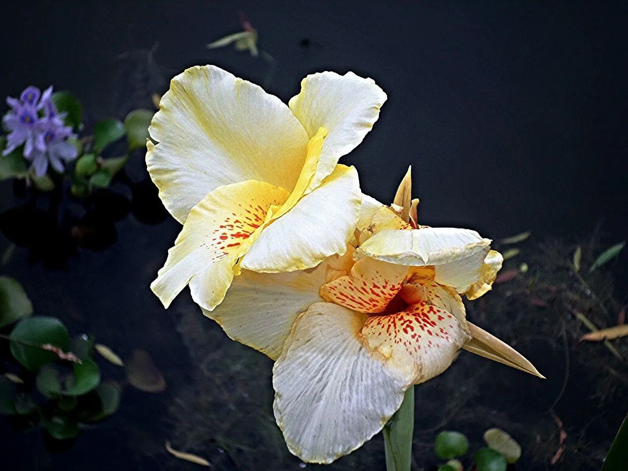 Cybershot Samsung ST105F - Foto 3
