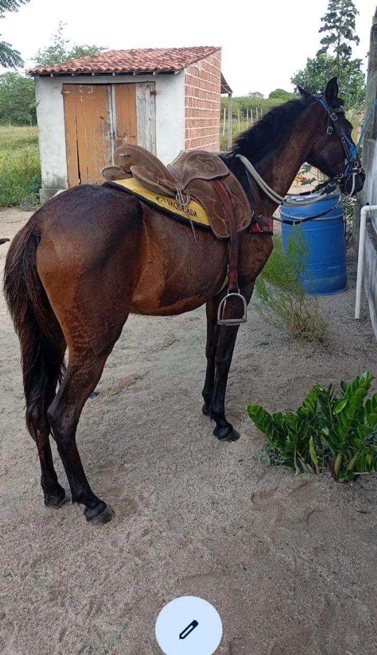 Cavalos - Foto 3